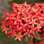 Иксора — выращивание и уход за пламенным цветком